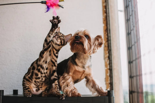 10 Ways to Keep Your Pet Happy and Healthy: Expert Tips from Our Veterinarians