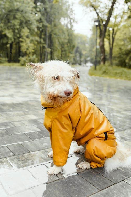 Fur-tastic Fashion: Styling Tips and Trends for Your Four-Legged Friend